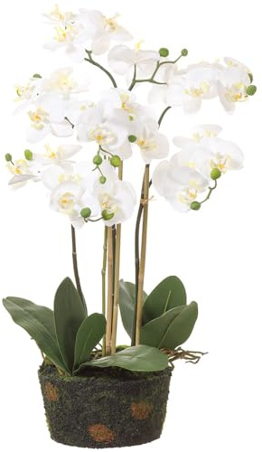 SilksAreForever 31 Phalaenopsis Orchid Silk Flower Arrangement w/Soil & Moss Base -White (Pack of 2)