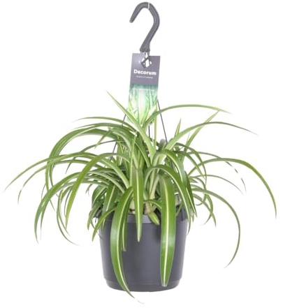 Chlorophytum Comosum Bonnie - 25-35cm - Ø17cm - Plante d'intérieur - Vert persistant