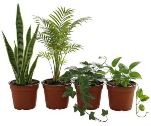 Pack DECOALIVE Plantas Naturales Poto Hiedra Sansevieria y Chamaedorea Crea un Jardín Interior con Estilo
