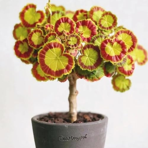 semi di geranio resistenti - pelargonium - rare, selvatici, ombra tappezzante perenne resistente da aiuola rialzata 90pcs