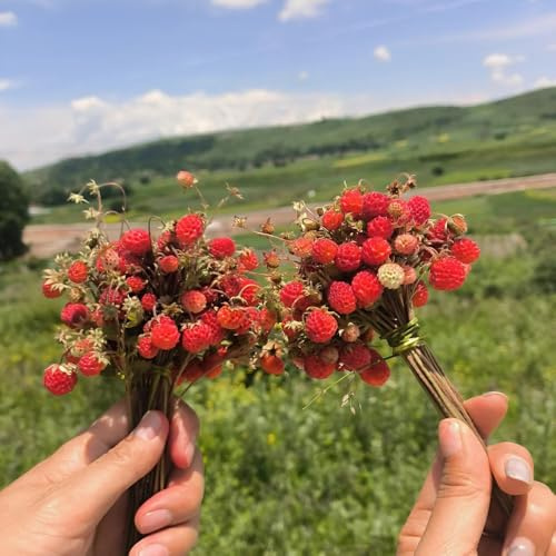 fresa silvestre silvestres jardín interior perennes resistentes semillas Fragaria vesca jardín decorativas semillas orgánicas columnares 400pcs