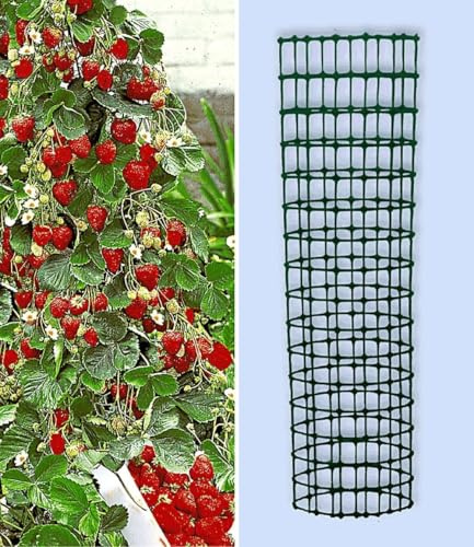 BALDUR Garten 3x Kletter-Erdbeere 'Hummi®' und Rankturm im Set | schnellwachsende Klettererdbeeren, selbstfruchtend, winterhart, extra lange Ranken, blühend inkl. Rankturm aus Kunststoff