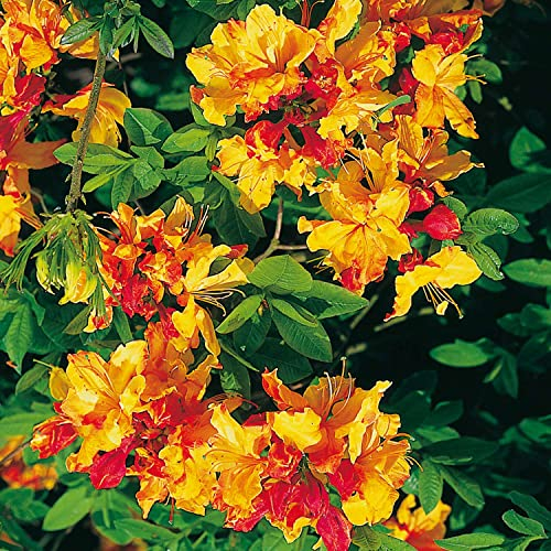 Duft-Azalee 'Sunte Nectarine'