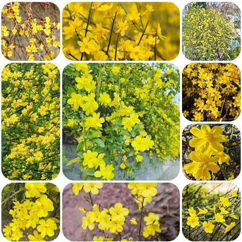 Semillas resistentes de jazmín de invierno, semillas de flores y arbustos Decoración con flores y semillas de árboles plantas exóticas semillas de flores entusiasta de la jardinería 120pcs