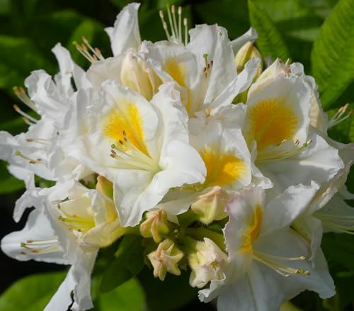 Rhododendron Luteum 'Persil' Sommergrüne Azalee 30-40 cm winterhart Freilandaufzucht