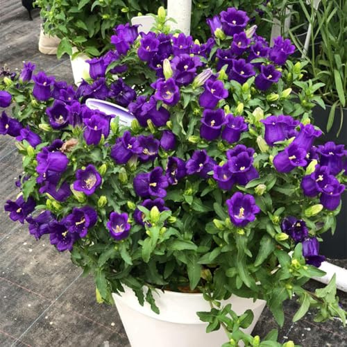 Semi di campanula-Campanula media,di semi di,da esterno da balcone,da giardino da giardino 100pcs