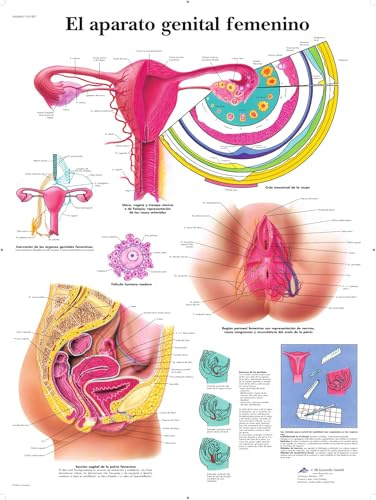 3B Scientific Papier bedruckt, das Geschlechtsorgan weiblich, 1