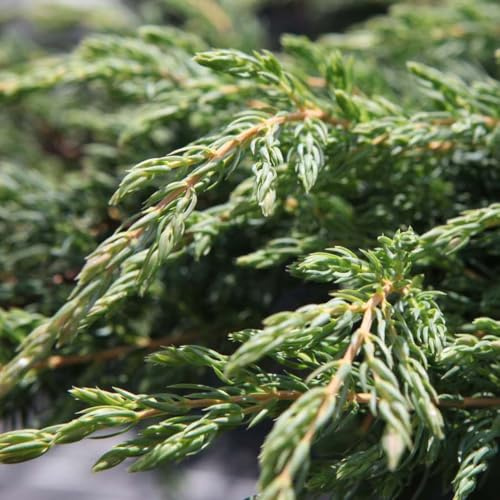 Juniperus Communis 'Repanda' Low-Maintenance Spreading Ground Cover with Dark Green Foliage Award-Winning RHS AGM Conifer 1X or 3X 1 Litre Pots by Thompson and Morgan