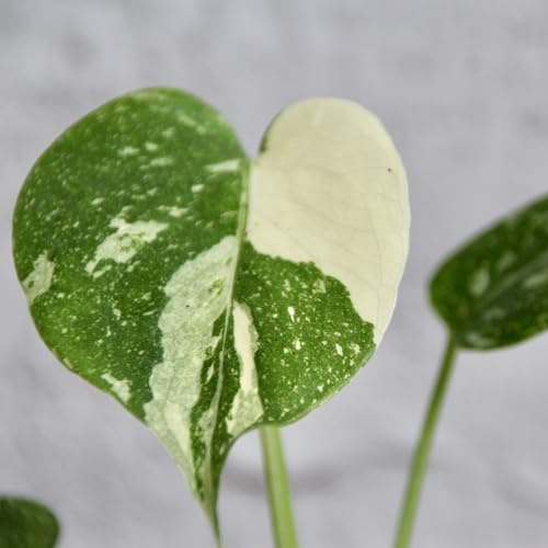 Monstera deliciosa Thai constellation baby