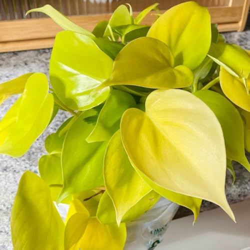 Semi di Pothos - sempreverde, resistente al freddo esotico ufficio interno d'appartamento facili curare d'appartamento purificatrici d'aria semi di prodotti 200pcs