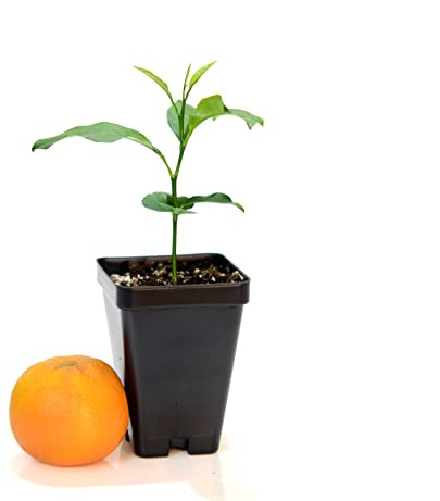 Nules Clementine Starter Plant. Citrus Clementina. 3 - 5
