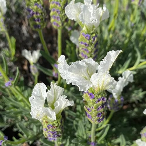 semi di lavanda perenni - lavanda - Orto per balconi, d'appartamento, veri resistenti alla lavanda, 100pcs