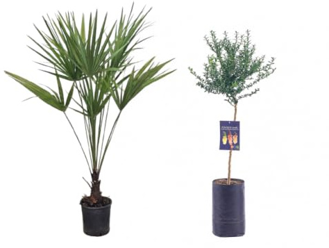 Pianta di Finger Lime Frutto rosso e Chamaerops Humilis - Offerta Combo - H100cm inclusa Fitocella/vaso