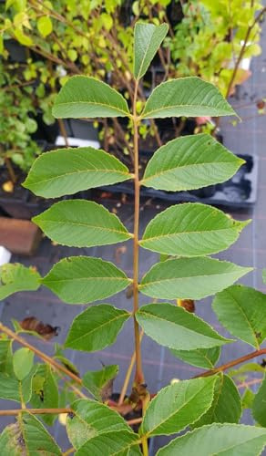 Juglans x intermédia 'NG23 Lataule' / Noyer Hybride/Conteneur de 3 à 4 litres/Baliveau
