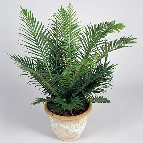 Blechnum Silver Lady Zwerg-Baumfarn | Perfekt fürs Zuhause oder das Büro (25-35 cm inkl. Topf)