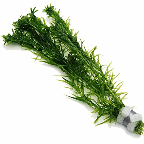 k2aqua - 5 ELODEA DENSA - Oxygenating Weed Live Pond Plant Water Aquarium Aquatic Plants Egeria