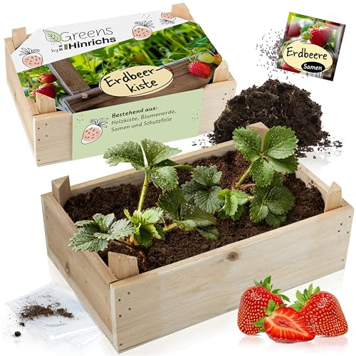 Hinrichs Greens Erdbeer Anzuchtset - Pflanzenzucht mit Holzkiste - Inklusive Samen, Aufzuchterde und Folienbeutel - Obstsamen zum Erdbeeren Pflanzen - Aufzuchtset Kinder - Mini Garten Set Balkon