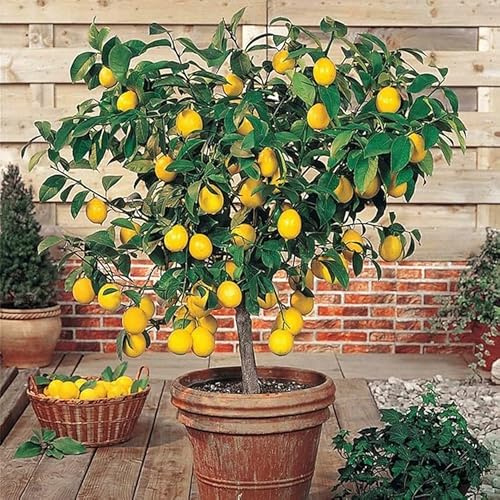 30pcs Perfume Lemon Seeds - Grow Your Own Bonsai or Full-Size Fruit-Bearing Tree - Non-GMO, Heirloom, Organic - Ideal for Zones 8-11