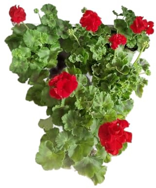 Set 6 Geranios Rojos - DECOALIVE - Geranios Flores Rojas - Pack 6 Unidades