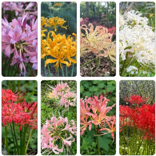 Lirio araña - Lycoris radiata de balcón de jardín decoración jardín 5bulbos