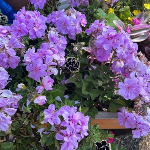 geranien stehend - pelargonium - steingartenpflanzen winterhart seltene, wildblumen topfpflanzen draußen winterhart wiesensaatgut schattenpflanzen 150samen