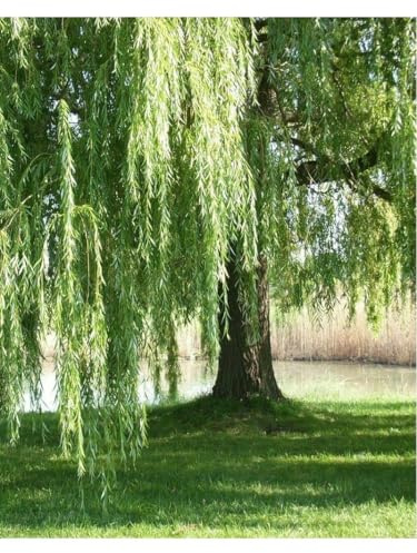 Salice piangente Salix babylonica pianta in vaso ø18 cm h 100/120 cm Vivaio di Castelletto