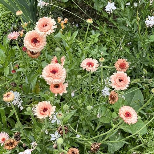 semi di calendula decorazione organica per balcone primaverili, resistenti in vaso per l' di semi ombra selvatici ornamentali 420semi