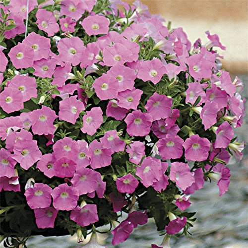 200+ Stiefmütterchensamen - Swiss Giants Mix Blumensamen (Großpackung)