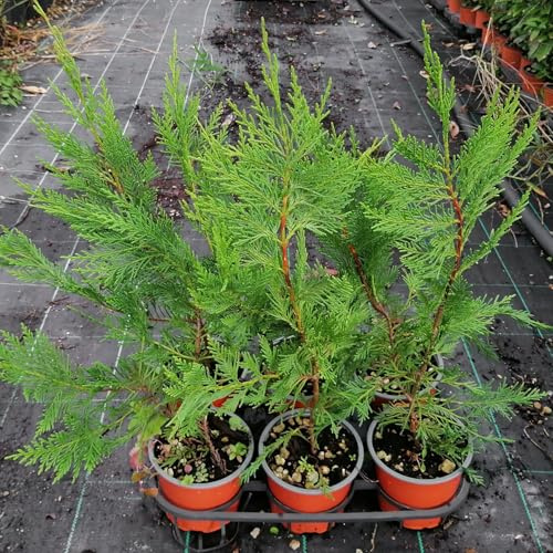 Cipresso Cupressocyparis leylandii, 15 piante alte 40/60 cm, vaso 13, per siepe alta e folta