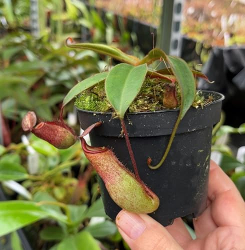 Fangblatt – Nepenthes albomarginata x attenboroughii – exotische Kannenpflanze – außergewöhnliche fleischfressende Pflanze – Hochland-Karnivore für Sammler