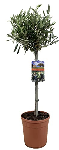 Plant in a Box - Olivenbaum - Olea Europaea - Topf 19cm - Höhe 80-90cm