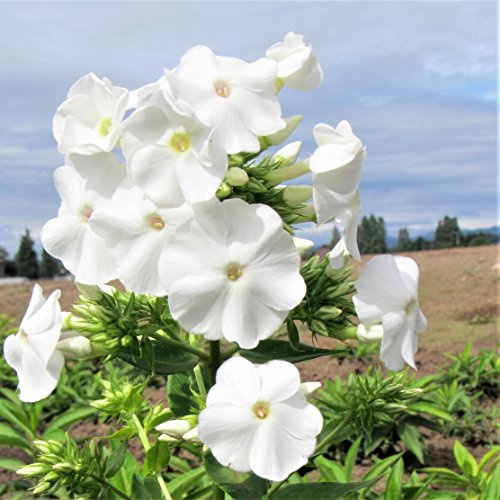 Easy to Grow Phlox David 1 Root - Fragrant White Flowers Bloom in Summer Sun