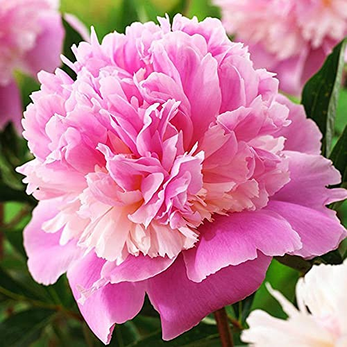 Cooto Garten Pfingstrosen Zwiebeln – Rhizom Chinesische Pfingstrose Sorbet - Pfingstrosen Pflanzen Winterhart – Blumen Deko für Garten und Balkon - Blumenzwiebeln Mehrjährig