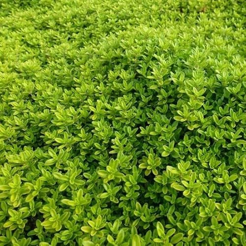 6x Zitronen-Thymian 'Aureus' - Thymus citriodorus 'Aureus' - Topf 9x9cm - Aromatische Pflanze