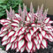 1000 Piezas Semillas de Hosta, Semillas Hosta, Semillas de Flores, Semillas Flores Exterior, Semillas Plantas Para Jardín, patio, granja (A)