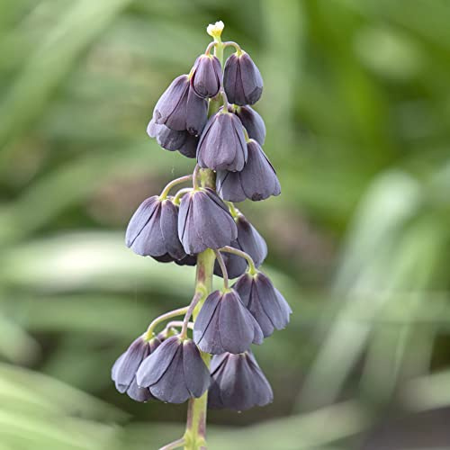 Fritillarie imperiali - Fritillaria - in vaso rampicanti rari serra interna di da giardino roccioso all'aperto arredamento del 4bulbi