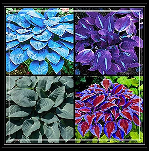 Perennial/Wedding Flowers, Hosta Bulbs Live, Hosta Plants for Sale, Ornamental Flowers, 6bulbs-a