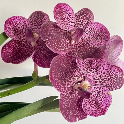 Semi di orchidea Vanda, perenni rare da giardino roccioso semi da giardino per luoghi soleggiati 500pcs