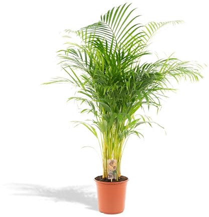 Hello Plants XXL Areca Palm Goldpalme/Dypsis Lutescens 130cm hoch, 24Ø - Große Zimmerpflanzen - Tropische Palme - Luftreinigungsanlage - Frisch aus der Gärtnerei