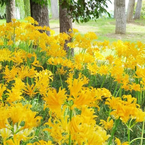 Bulbos de lirio araña, bulbos de lirio sangre jardín exótico decoraciones jardín para exteriores primavera resistentes para jardines rocas resistentes en macetas 13pcs