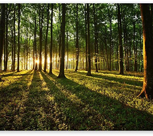 Wallpaper - Wall Mural 350x256 cm Non-Woven Premium Art Print Fleece Wall Mural Decoration Poster Picture Design Modern Sunshine Forest Nature Landscape c-B-0027-a-b