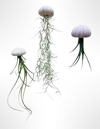 Trendyairplants - Lot de 3 Méduses Végétales avec Oursins de Mer Violets et Tillandsias - Plantes Aériennes Suspendues - Décoration Naturelle Fait Main - Cadeau Unique