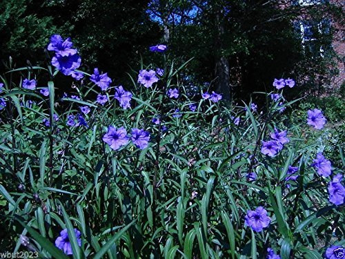 petunie messicani di sementi Ruellia brittoniana 'Blue Star' 30 semi!