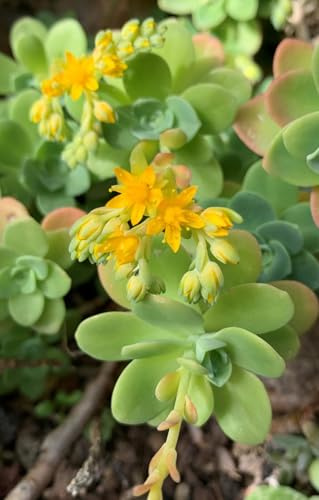 Sedum palmeri/Sedum de Palmer/Conteneur de 1 à 1.9 litres/Succulente