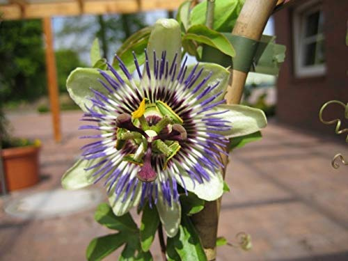 Passiflora caerulea Passionsblume 40-60 cm
