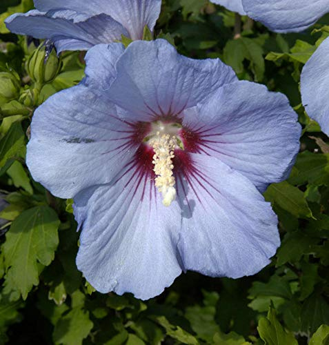 Rosen Eibisch Blue Bird 60-80cm - Hibiscus syriacus - lebende Gartenpflanze aus den Baumschulen