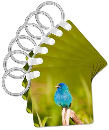 3dRose, Indigo Bunting, Male singing, Illinois, USA., set of 6 Key Chains