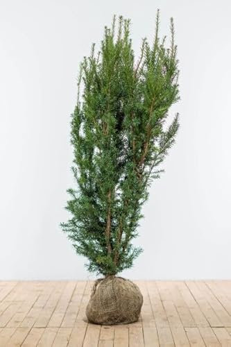 Eiben ‚Hicksii‘ – Taxus media – Heckenpflanze – Auswahl der Höhe 60–200 cm – immergrün & kompakt – ideal für dichte Hecken und Sichtschutz (Variante 140-160cm)