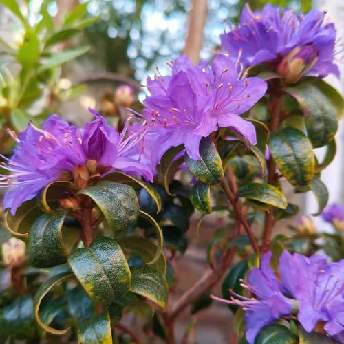 Semi di rododendro e azalea - raro resistenti per giardinieri semi di estivi da balcone vecchie varietà organico selvatici esotico 280pcs