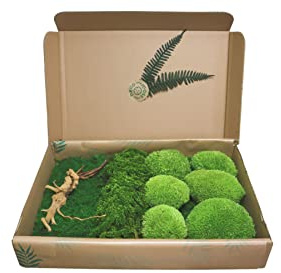 Hello Moss Moos zum Basteln - Satz Bestehend aus 6 Kugelmoos Islandmoos, 1 Plattenmoos, Stabilisierter Amaranth und Japanische Wurzel - Konserviertes Moos Lebend - Moosbild DIY Set (mittelgrün)